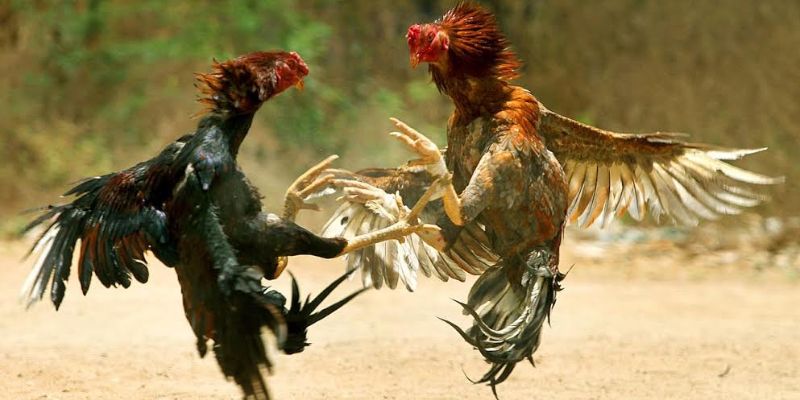 Trải Nghiệm Đá Gà Malaysia FM88 Với Tỷ Lệ Kèo Siêu Hấp Dẫn 2 Tìm hiểu về đá gà Malaysia FM88