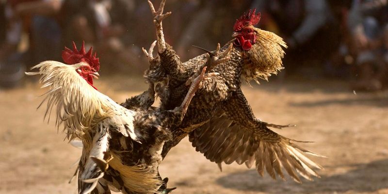 Gà Ngũ Sắc Là Gì? Mẹo Cá Cược Tại FM88 Hiệu Quả Nhất 2 Điểm khác biệt của gà ngũ sắc FM88