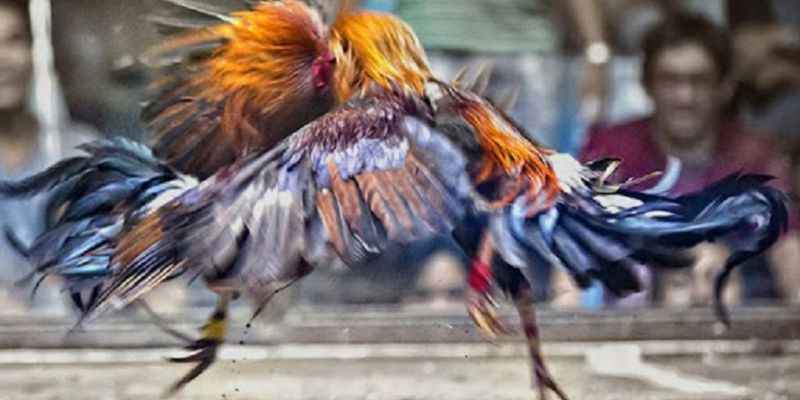 Gà Ngũ Sắc Là Gì? Mẹo Cá Cược Tại FM88 Hiệu Quả Nhất 3 Cược đá gà ngũ sắc siêu uy tín tại FM88
