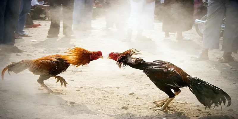 Gà Ngũ Sắc Là Gì? Mẹo Cá Cược Tại FM88 Hiệu Quả Nhất 4 Mẹo cược đá gà ngũ sắc giúp bạn thắng lớn